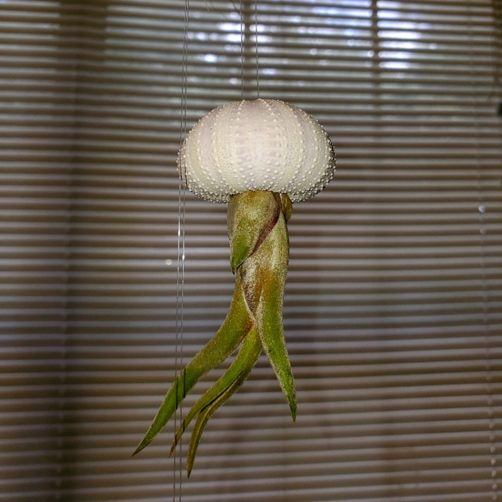 Flying Jellyfish Airplant